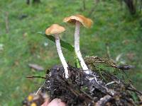 Psilocybe aztecorum image