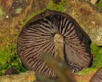 Psilocybe zapotecorum image