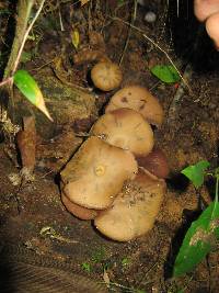 Psilocybe zapotecorum image