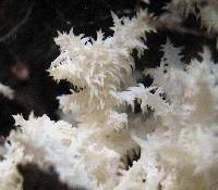 Hericium coralloides image