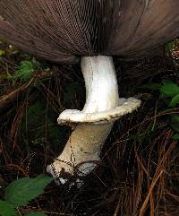 Agaricus augustus image