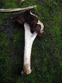 Psathyrella candolleana image