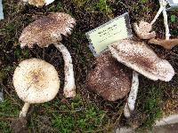 Agaricus augustus image