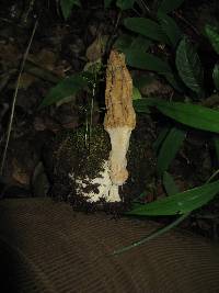 Morchella rufobrunnea image