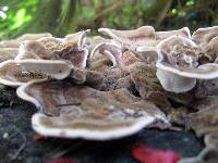 Trametes versicolor image