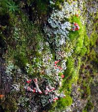 Cladonia didyma image