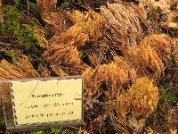 Ramaria stricta image