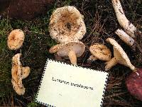 Lactarius torminosus image