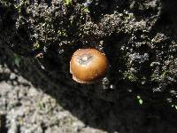 Psilocybe muliercula image