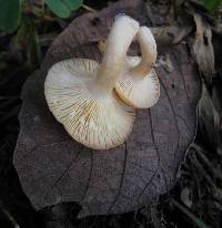 Lactarius chrysorrheus image