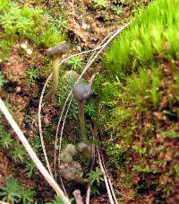 Leotia viscosa image