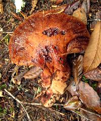 Fistulina hepatica image