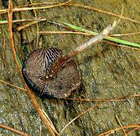 Psilocybe zapotecorum image