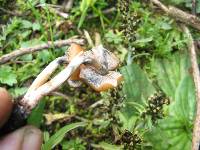 Psilocybe muliercula image