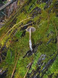 Psilocybe aztecorum image