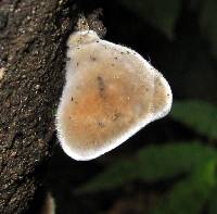 Auricularia nigricans image