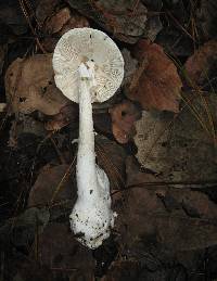 Amanita bisporigera image