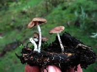 Psilocybe aztecorum image