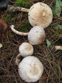 Agaricus placomyces image