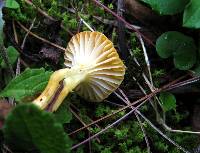 Hygrophorus hypothejus image