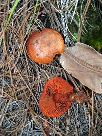 Image of Cortinarius harrisonii