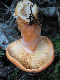 Lactarius salmonicolor image