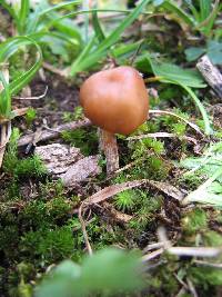 Psilocybe muliercula image