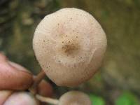 Armillaria puiggarii image