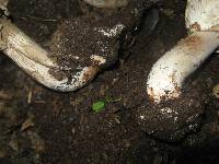 Chlorophyllum brunneum image