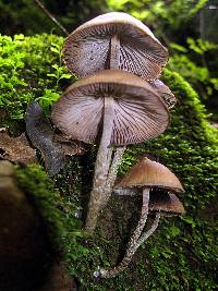 Psilocybe zapotecorum image