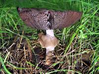 Agaricus californicus image