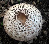 Chlorophyllum brunneum image