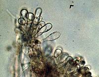 Laccaria amethysteo-occidentalis image