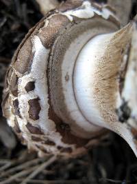 Chlorophyllum brunneum image