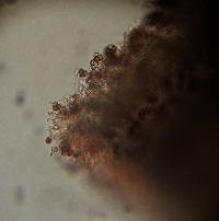 Psilocybe caerulescens image