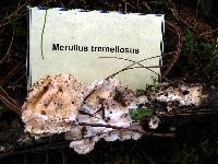 Merulius tremellosus image