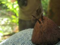 Psilocybe yungensis image