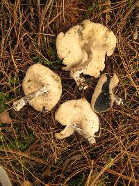 Helvella macropus image