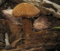 Inocybe hystrix image