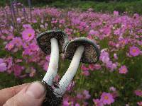 Psilocybe caerulescens image