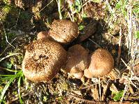 Inocybe calamistrata image