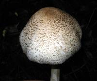 Agaricus tlaxcalensis image