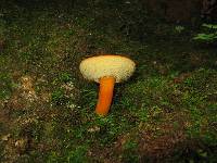 Boletus roxanae image