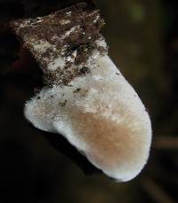 Auricularia nigricans image