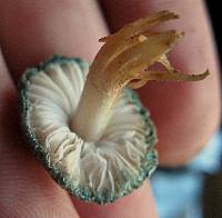 Leucoagaricus caerulescens image