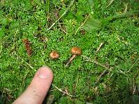 Psilocybe muliercula image