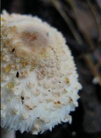 Leucocoprinus cepistipes image