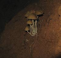 Psilocybe zapotecorum image