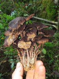 Psilocybe zapotecorum image