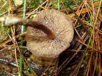 Psilocybe muliercula image